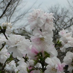 桃