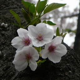 桜