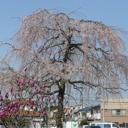 桜