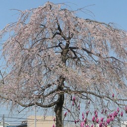桜
