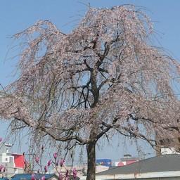 桜