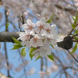 桜