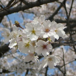 桜