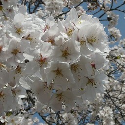 桜