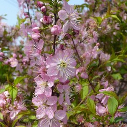 ピンクの花