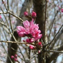 ピンクの花