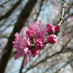 ピンクの花