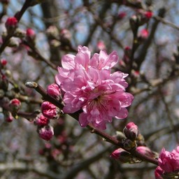 ピンクの花