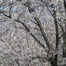 桜