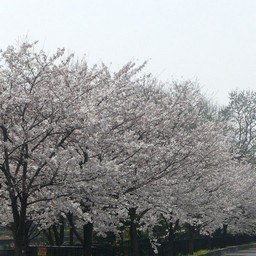 桜