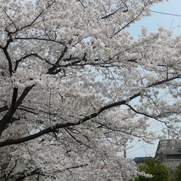 桜