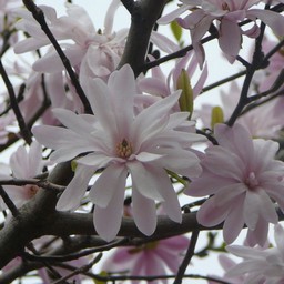 ピンクの花