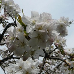 桜