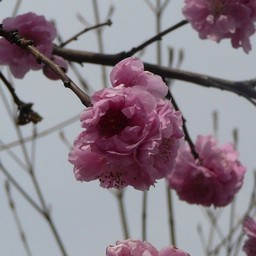 桃