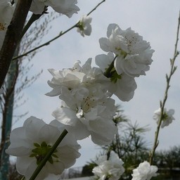 桃