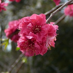 桃