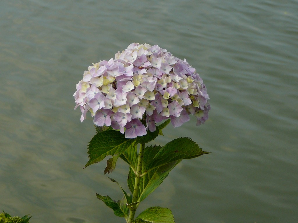 ʌzJsEz - ԁi6Bej - ʐ^f - ݃{