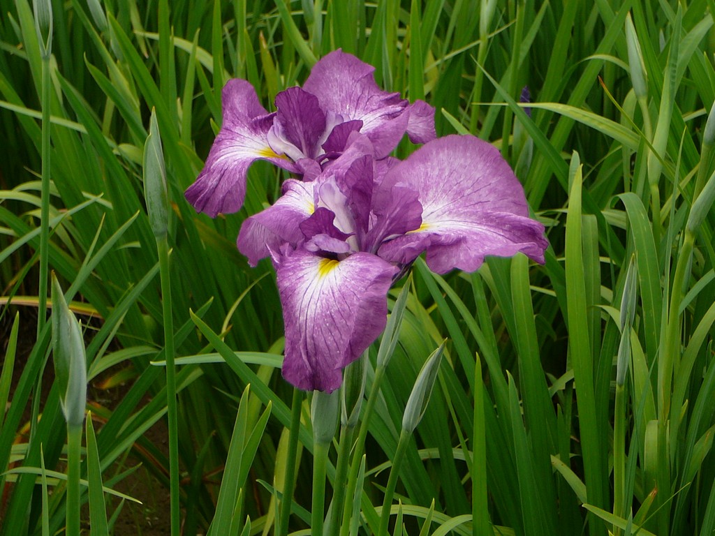 ʌzJsEҊ - ԁi6Bej - ʐ^f - ݃{