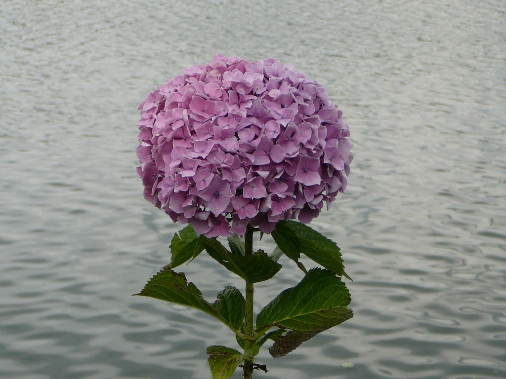 ʌzJsEz - ԁi6Bej - ʐ^f - ݃{