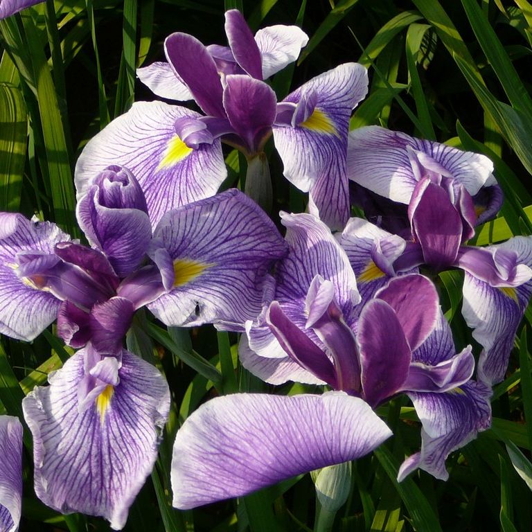 ʌzJsEҊ - ԁi6Bej - ʐ^f - ݃{
