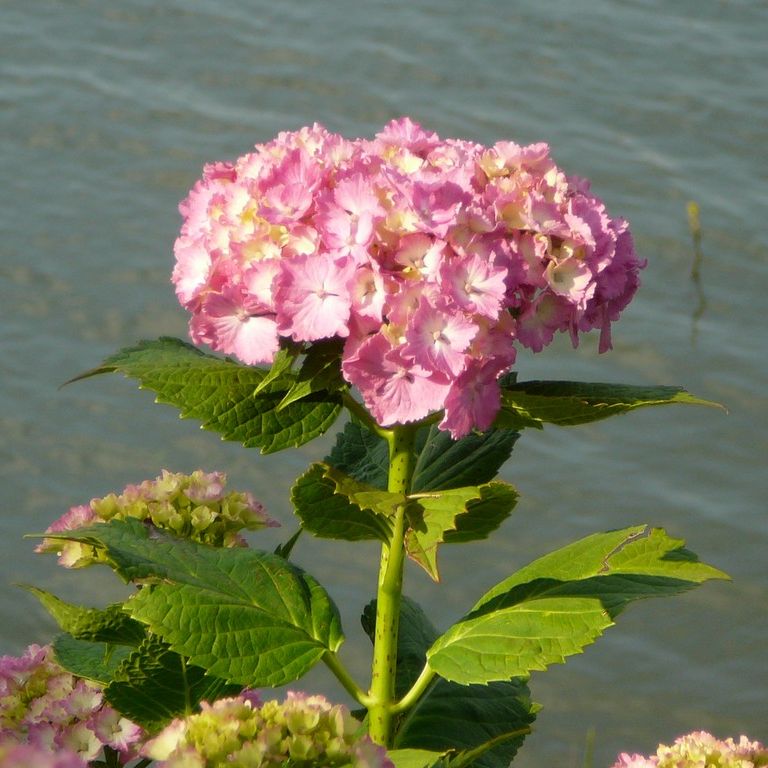 ʌzJsEz - ԁi6Bej - ʐ^f - ݃{