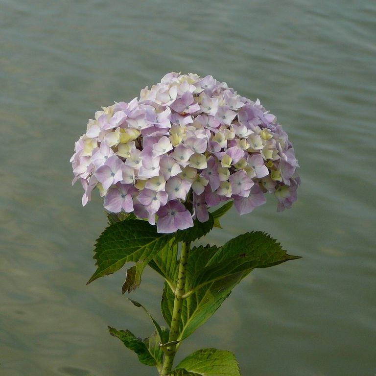 ʌzJsEz - ԁi6Bej - ʐ^f - ݃{