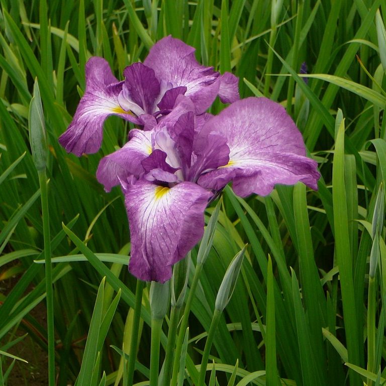 ʌzJsEҊ - ԁi6Bej - ʐ^f - ݃{