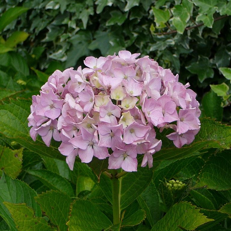 ʌzJsEz - ԁi6Bej - ʐ^f - ݃{