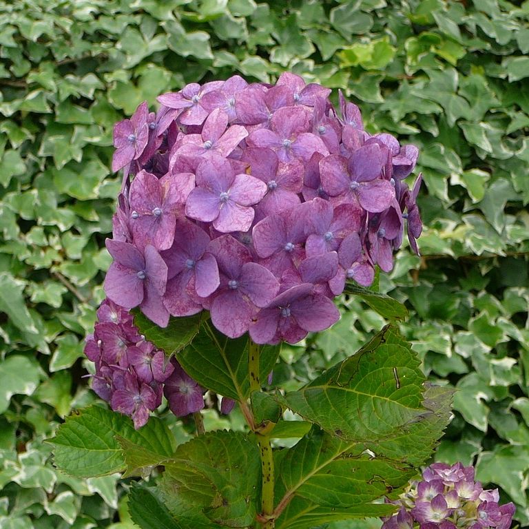 ʌzJsEz - ԁi6Bej - ʐ^f - ݃{