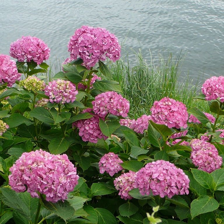 ʌzJsEz - ԁi6Bej - ʐ^f - ݃{