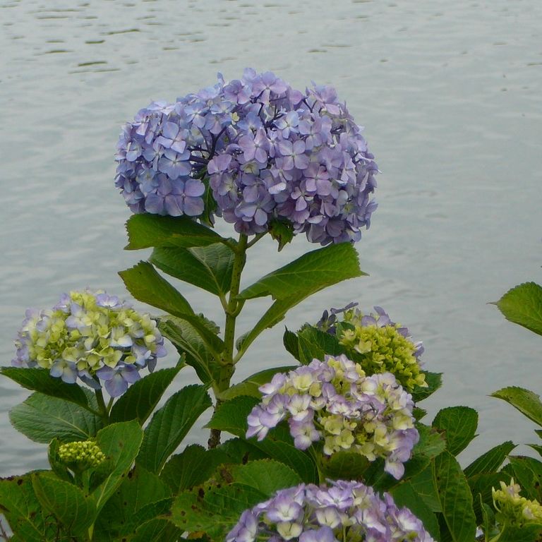 ʌzJsEz - ԁi6Bej - ʐ^f - ݃{