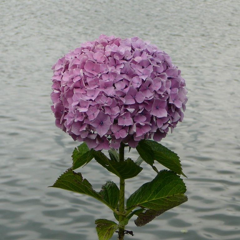 ʌzJsEz - ԁi6Bej - ʐ^f - ݃{