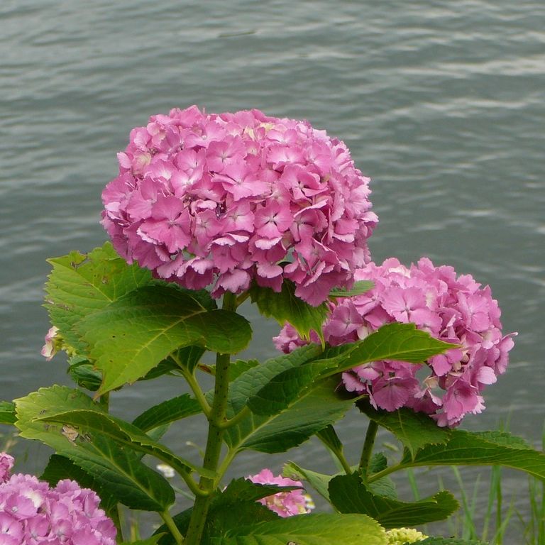 ʌzJsEz - ԁi6Bej - ʐ^f - ݃{