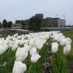チューリップ