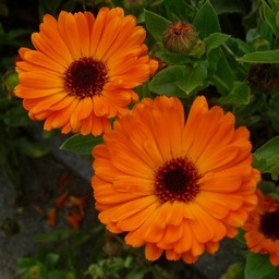 オレンジの花