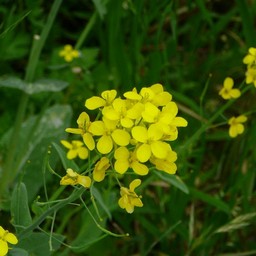 菜の花