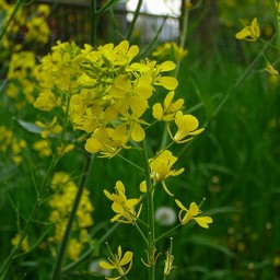 菜の花