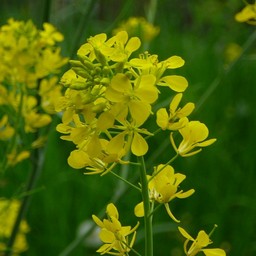 菜の花