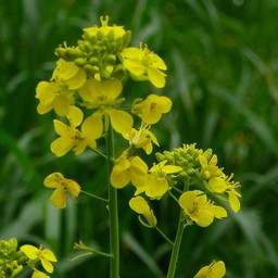 菜の花