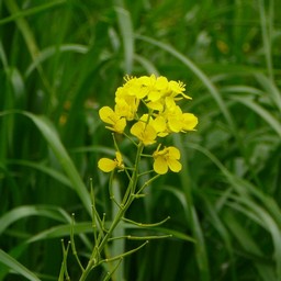 菜の花