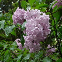 ピンクの花