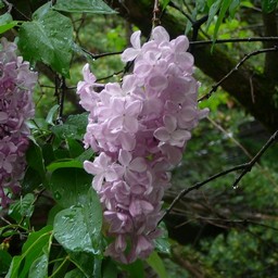 ピンクの花