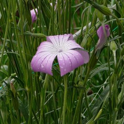 紫の花