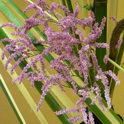 生け花