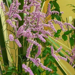生け花