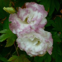 生け花