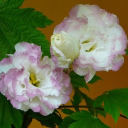 生け花