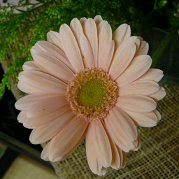 生け花