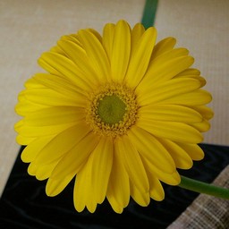 生け花