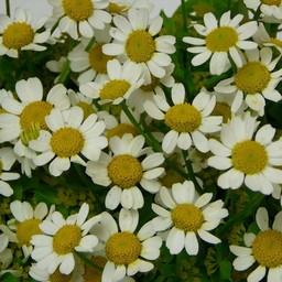 生け花